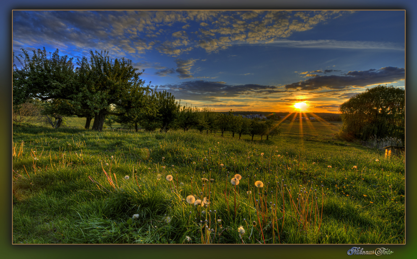  Pusteblume und mehr