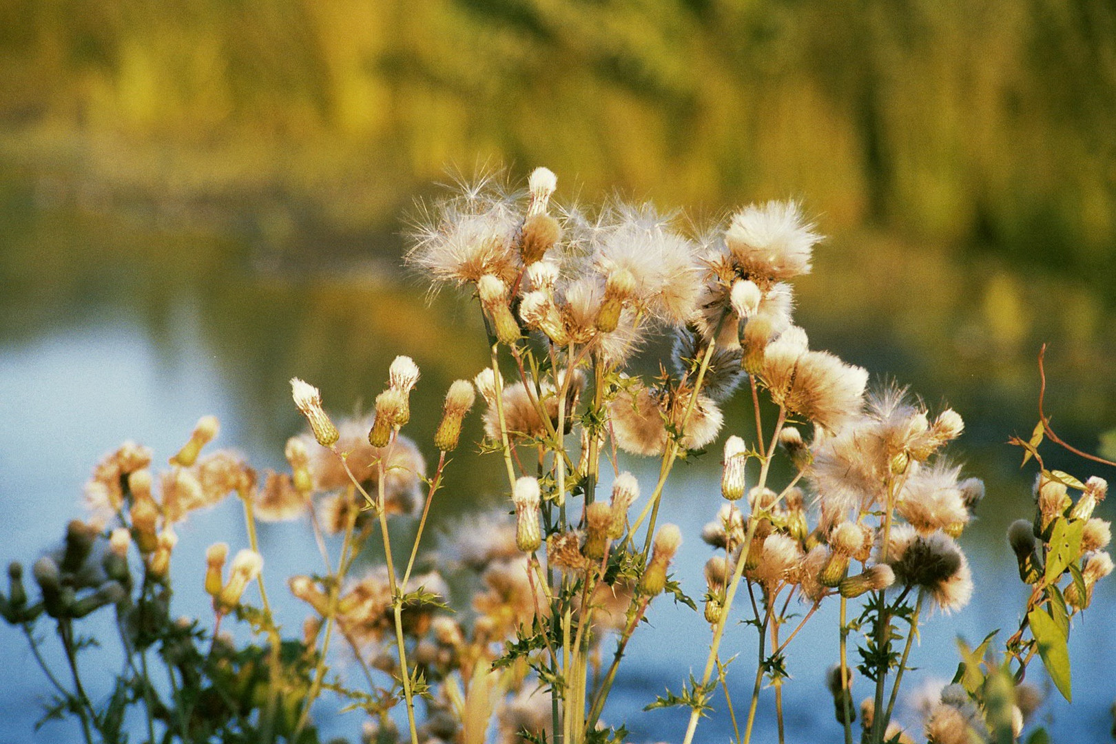 Pusteblume ... und puuuuuusten! ;-) 