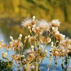 Pusteblume ... und puuuuuusten! ;-) 