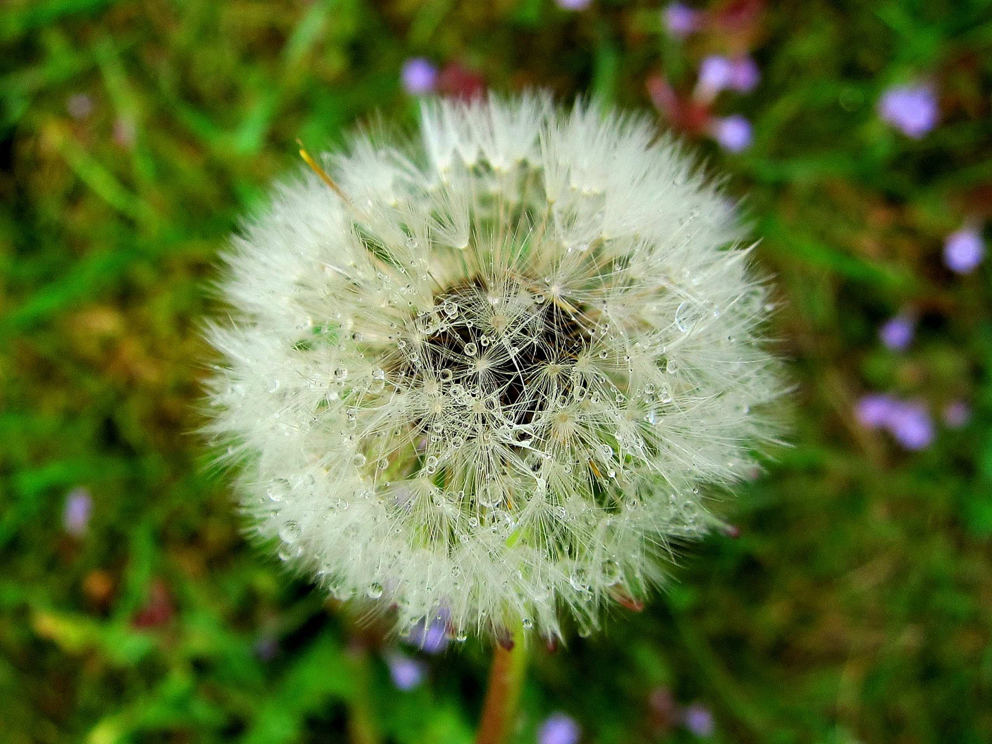 Pusteblume und Regentropfen