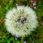 Pusteblume und Regentropfen