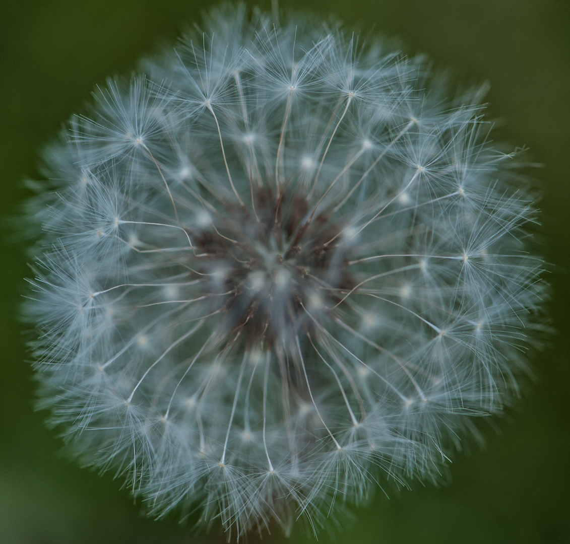 Pusteblume Universum