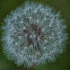 Pusteblume Universum