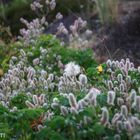 Pusteblume unter Freunden