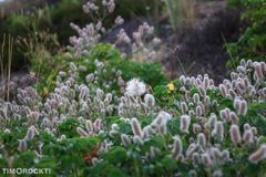 Pusteblume unter Freunden