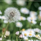 Pusteblume unter Gänseblümchen