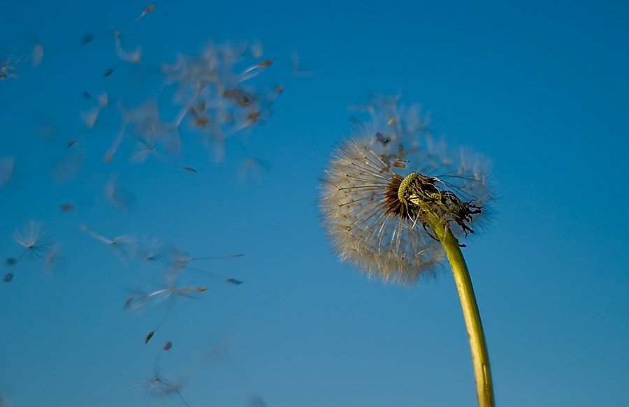 Pusteblume "unterwegs"