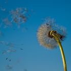 Pusteblume "unterwegs"