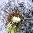 Pusteblume V