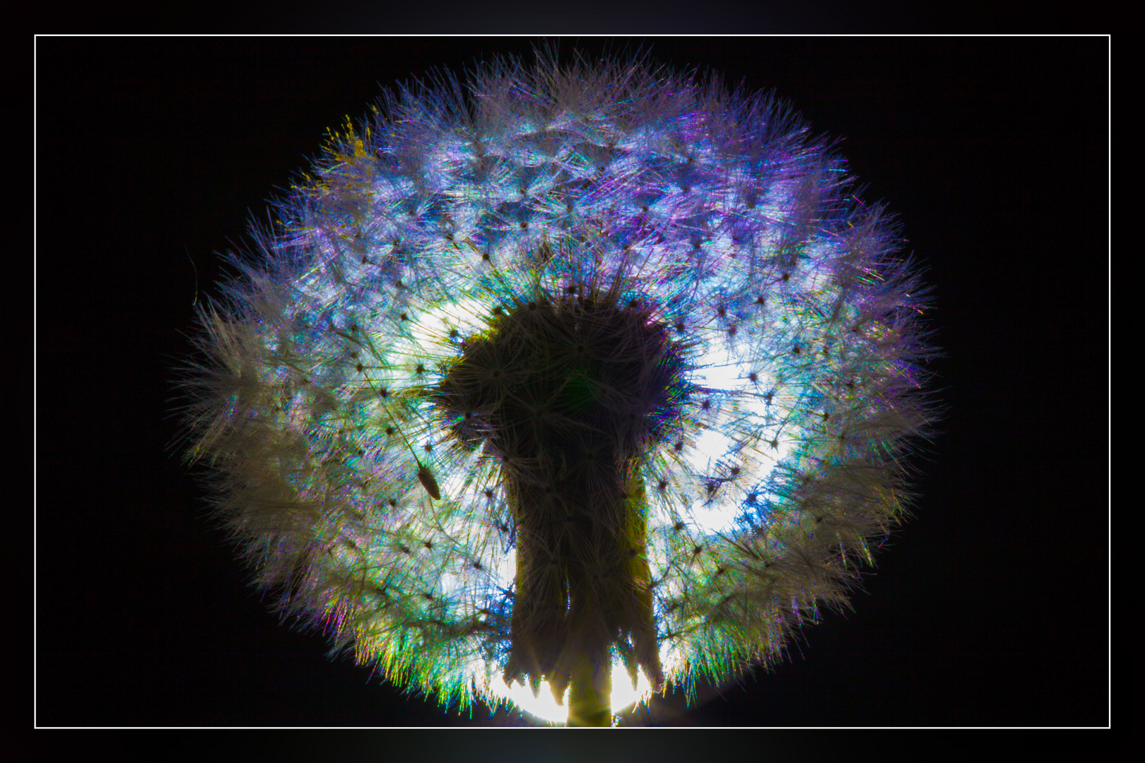 Pusteblume V01