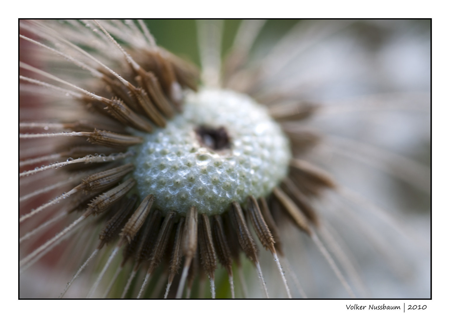 Pusteblume | Venner Moor