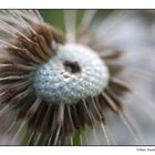 Pusteblume | Venner Moor