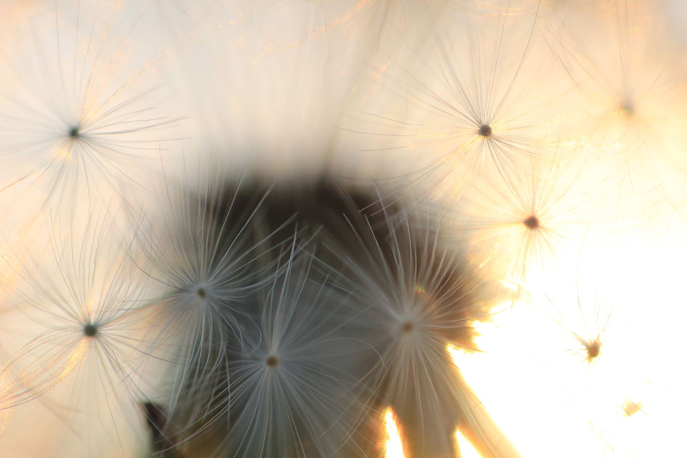 Pusteblume VI