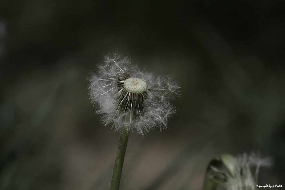 Pusteblume Vol.2