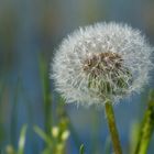 Pusteblume vollständig