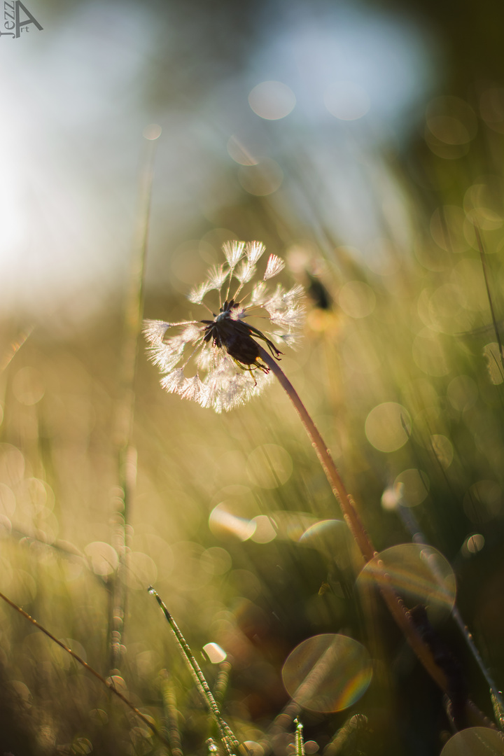 Pusteblume vom Bokeh umgeben.