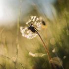 Pusteblume vom Bokeh umgeben.