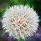 Pusteblume vom Garten