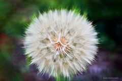 Pusteblume vom Garten