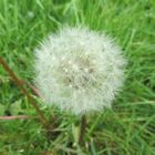 Pusteblume vom Löwenzahn