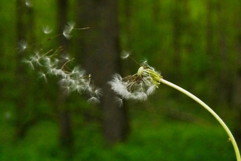 Pusteblume vom Winde verweht