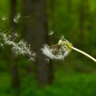 Pusteblume vom Winde verweht