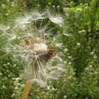 Pusteblume - vom Winde verweht