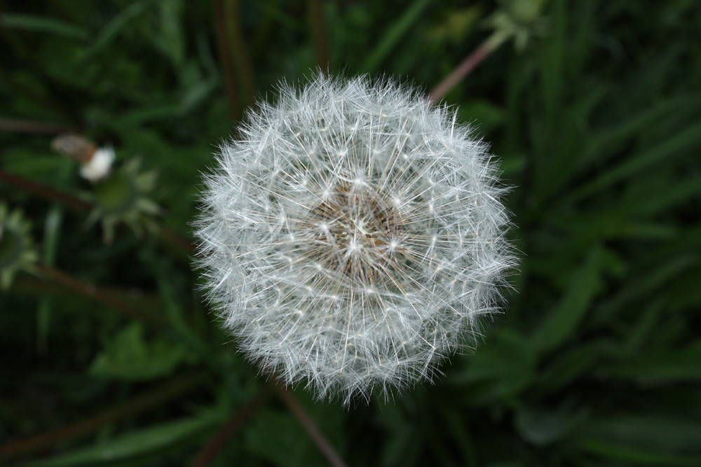 Pusteblume von oben