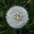 Pusteblume von oben