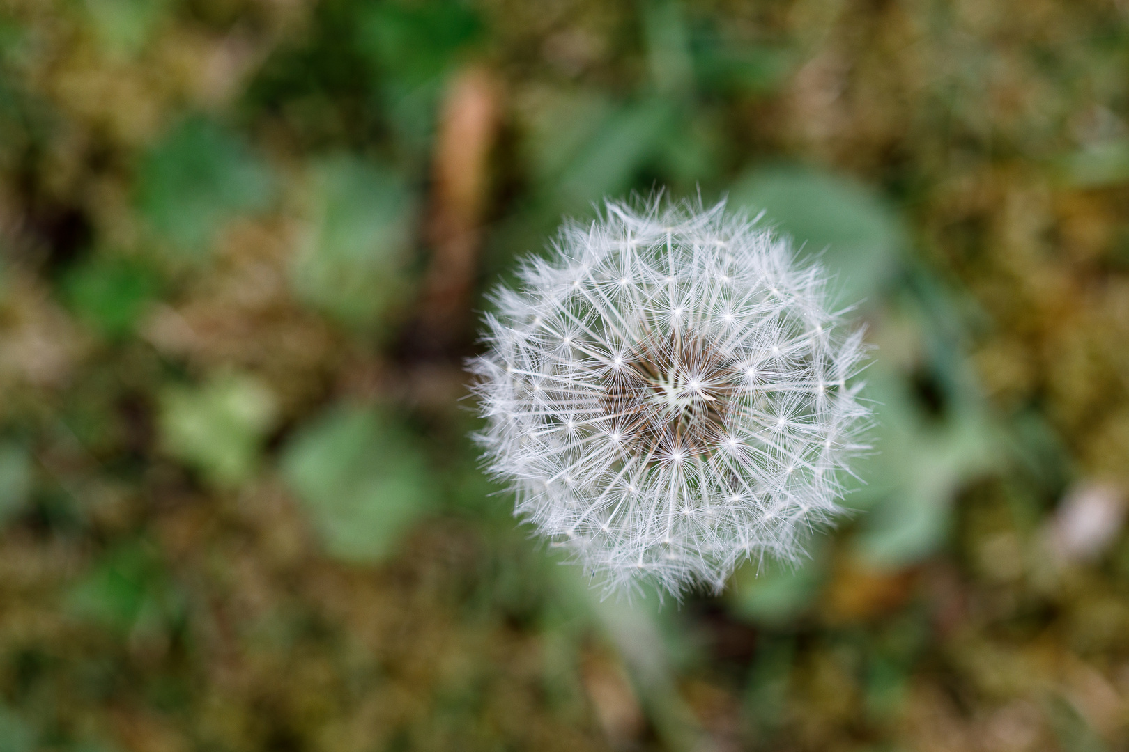 Pusteblume von oben