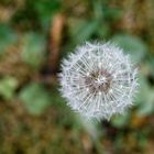 Pusteblume von oben