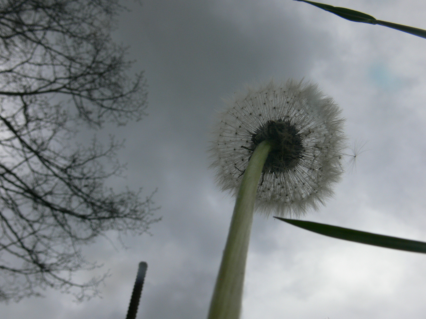 Pusteblume von unten