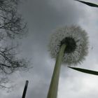 Pusteblume von unten