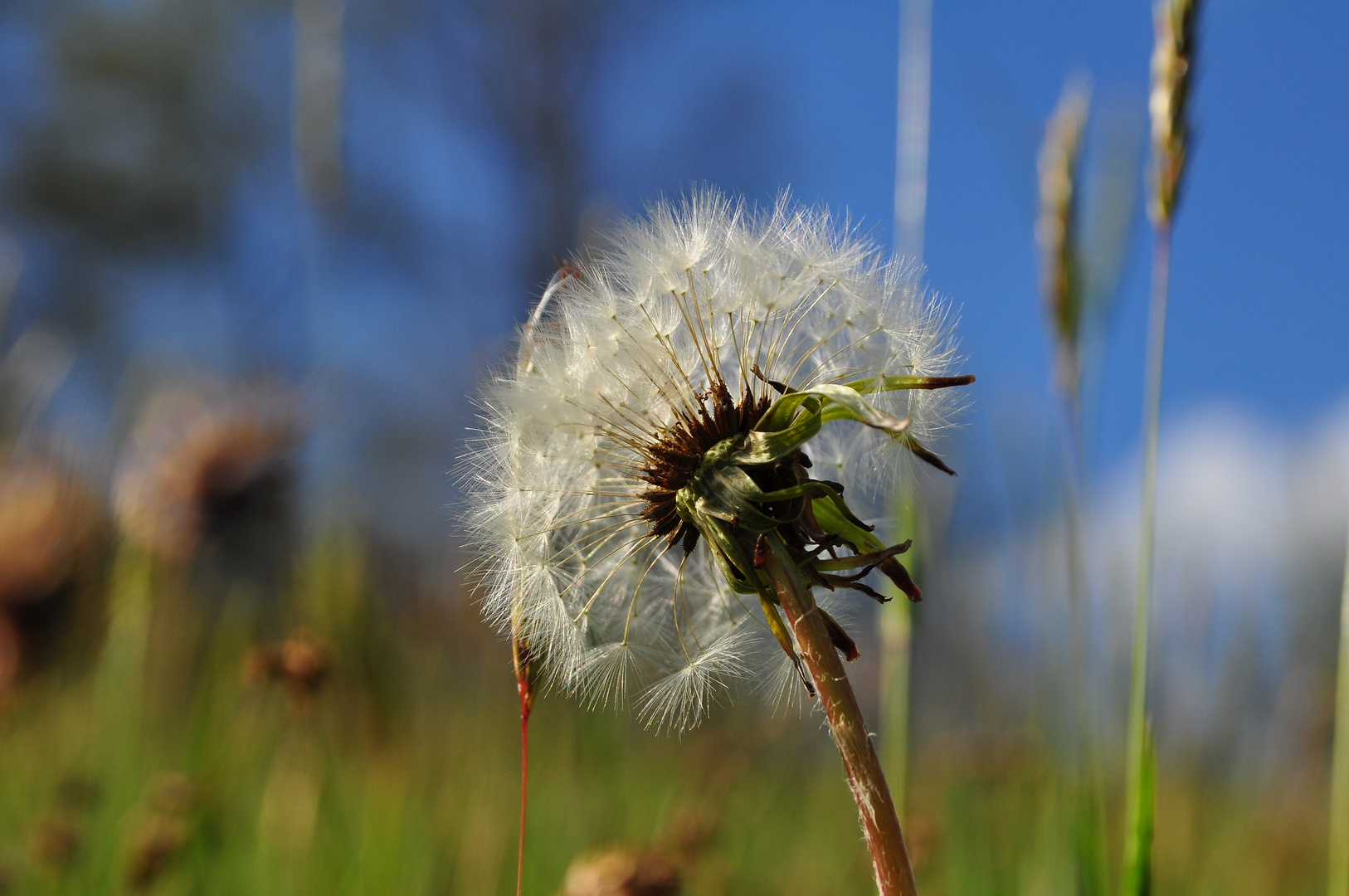 Pusteblume von unten