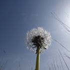 Pusteblume vor blauem Himmel