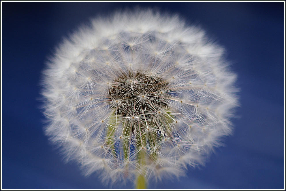 Pusteblume vor blauem Tisch