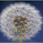 Pusteblume vor blauem Tisch