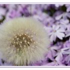 Pusteblume vor dem lila Blumenmeer