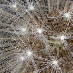 Pusteblume vor dem Pusten