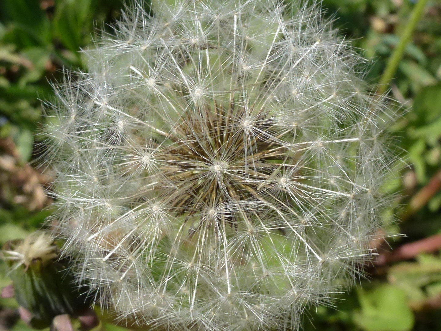 Pusteblume vor dem Pusten