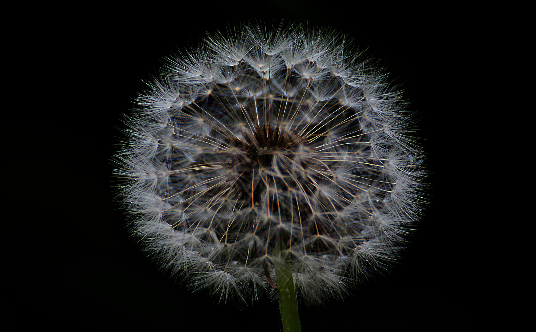 Pusteblume vor dem Wind