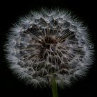 Pusteblume vor dem Wind