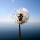 Pusteblume vor der Ostsee