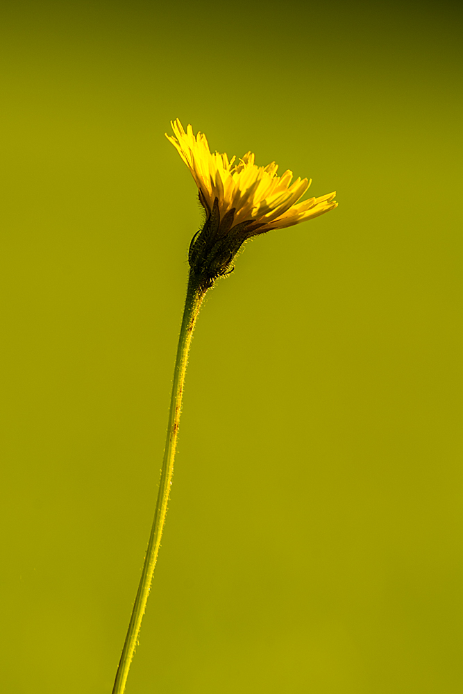 Pusteblume vor der Verwandlung im Gegenlicht