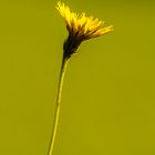 Pusteblume vor der Verwandlung im Gegenlicht