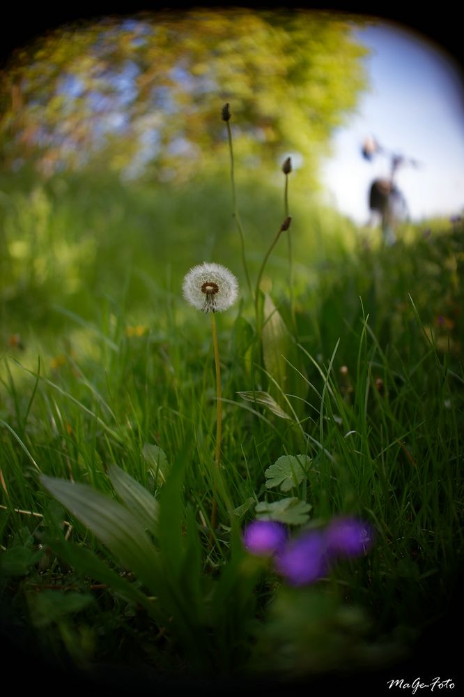 Pusteblume vor Drahtesel