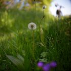 Pusteblume vor Drahtesel