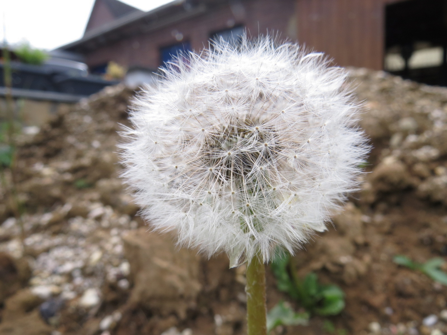 Pusteblume vor Geröllhaufen