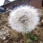 Pusteblume vor Geröllhaufen