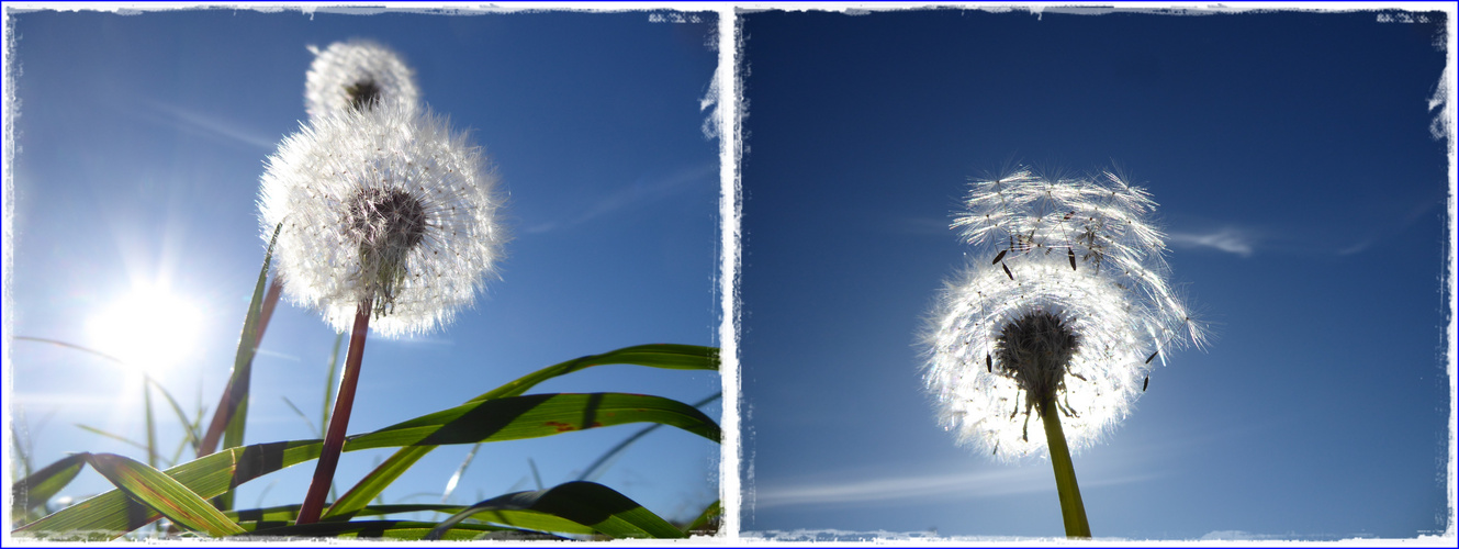 Pusteblume vor strahlend blauem Himmel